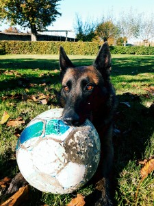 IMG 20161031 113218855