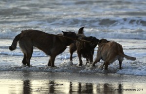 1519627 10151862701717105 309055504 o (1)     