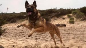 80629181 574695636655421 4358139727983935488 n