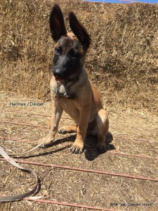 1-IMG-20180710-WA0003    