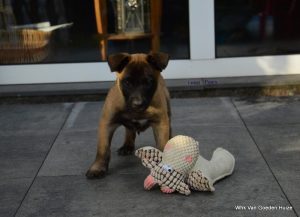 1-1-DSC 4524-001 (1) (1)