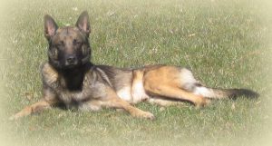 1-1002111 10151735844879467 1575591688 n qasim