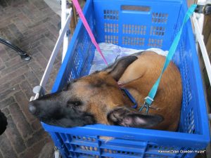 1-10572262 1452160028382667 2576254359628119276 o