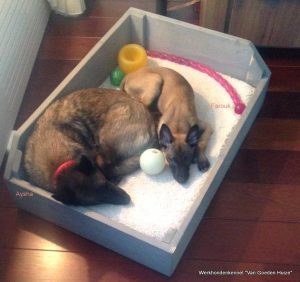 1-14980631 1348503481860611 499325022724310590 n