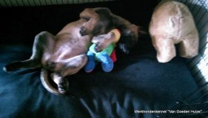 1-1513776 843471132382825 2441909055400416406 n