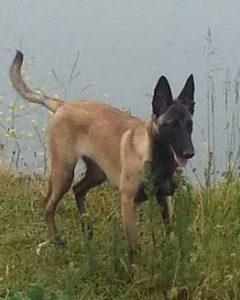 1-17711 907439299319341 3969508674105860918 n-001