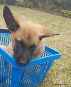 1-35026489 580489215685332 3045441772063817728 n