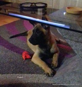 1-IMG-20161020-WA0000