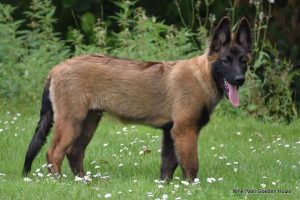 1-IMG-20170717-WA0001