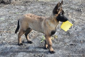 1-IMG-20170719-WA0001