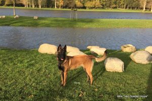 1-IMG-20171110-WA0003