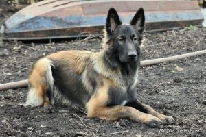 1-IMG-20180129-WA0001