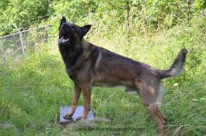 1-trainen 30-06-2013 1044566 167211476791130 515884701 n