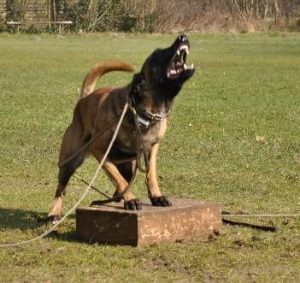 10157247 846520642141787 4859096924363872817 n