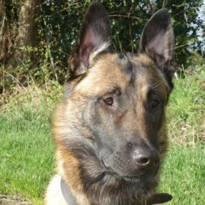 11164790 1619015311648994 348840211416222108 n