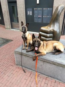 11335795 666173410182303 1452061862 n