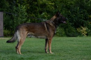 1173796 186560471522897 413854386 n