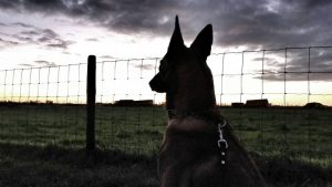 12278781 885136051601322 7121530058994191496 n