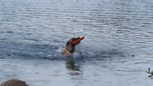 13935020 1827305260831849 5306017582105256561 n