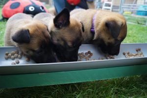 14311206 871741659622404 1558572421123685420 o (1)