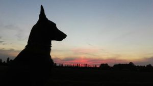 14641979 1104331546348437 3309688999105670109 n