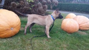 14650545 894392987357271 3593075855583321332 n