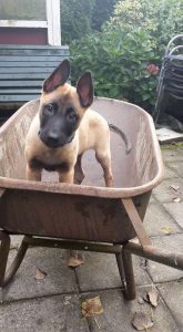 14717287 893313057465264 524258060135299132 n