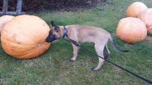 14720500 894393084023928 4791098779632709689 n