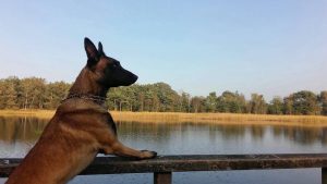 14729168 1113881725393419 2613585045939652827 n