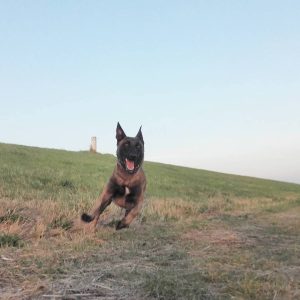 14729169 1109227745858817 539091440720226596 n