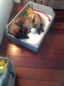 14980631 1348503481860611 499325022724310590 n