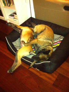 15241186 1372534119457547 3340376330194328376 n