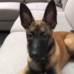 15590595 1554312414583963 3852563542645861942 n