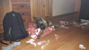 15626306 983900511754486 5615131905845787030 o