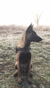 15780962 10211334049848219 8532888533389542946 n