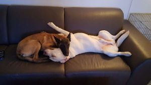 16300450 263895384044702 8549499968781025572 o