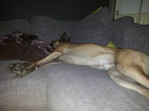 16603015 1518389114857894 2769624850704925610 n