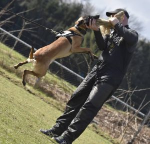 17156266 981660281963874 1324095478372372147 n