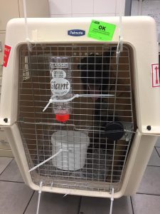 17201059 1927058520849452 255415490360891764 n