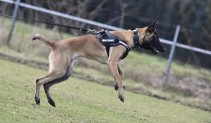 17218701 981660308630538 5565036565233407816 o