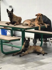 17424807 1935020573386580 7669558157157596385 n