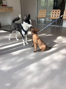 18664252 1875932306012667 8748636468599414975 n