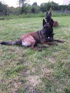 18664686 1555001064544184 7163383763137662119 n