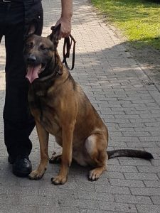 22008109 1478307698927868 1362495277564437611 n