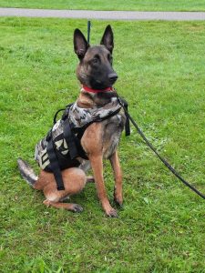 241033011 1932519810285415 3217025419603588312 n 1