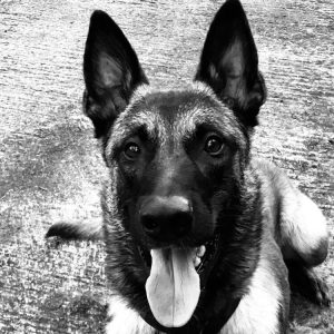 25443031 2069713089917327 3466647553871337278 n