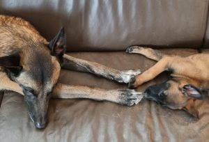 272222174 1394162804351282 701170073076327925 n