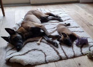 272276843 1394753394292223 7585398440297655550 n