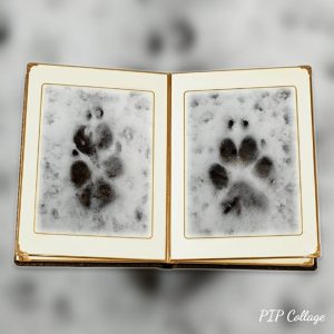 27867906 1197069383756295 3884632727158041575 n