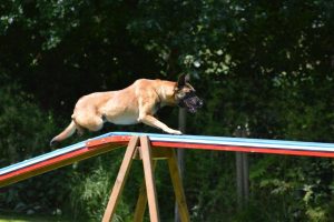 288716718 5755478347815595 6587356857378517047 n